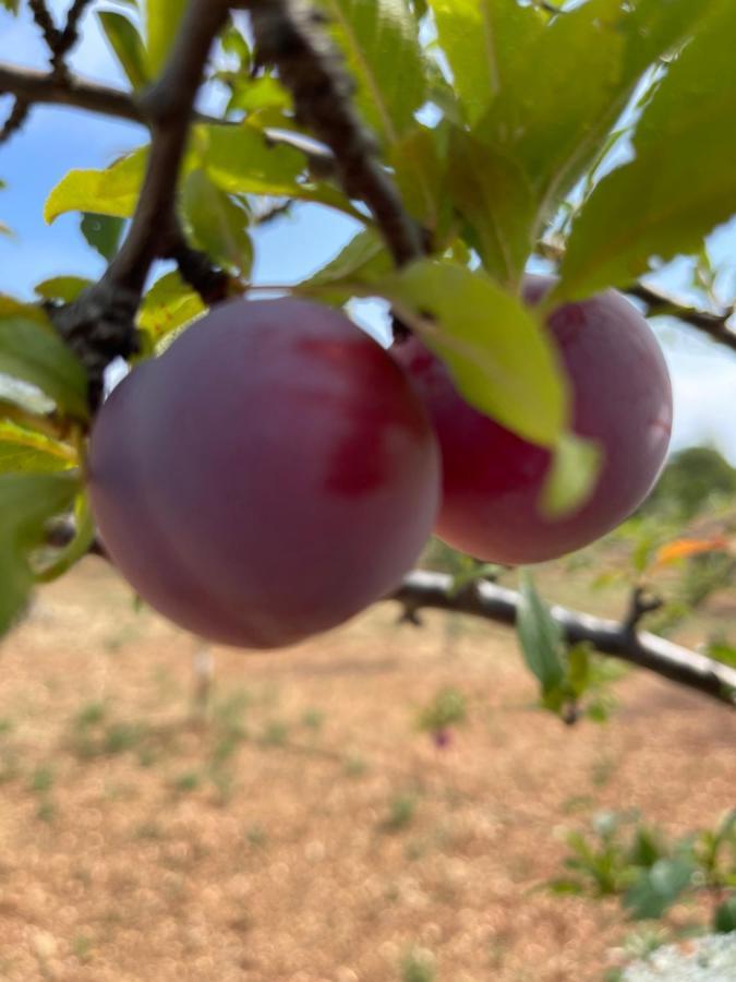 Masseria I Raffi B&B Монополи Экстерьер фото