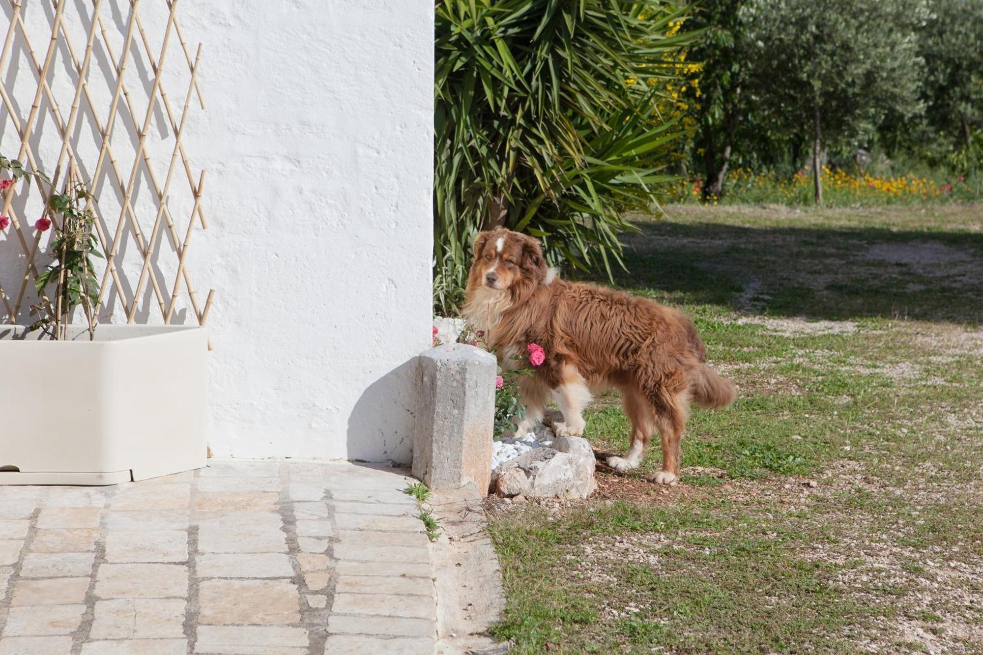 Masseria I Raffi B&B Монополи Экстерьер фото